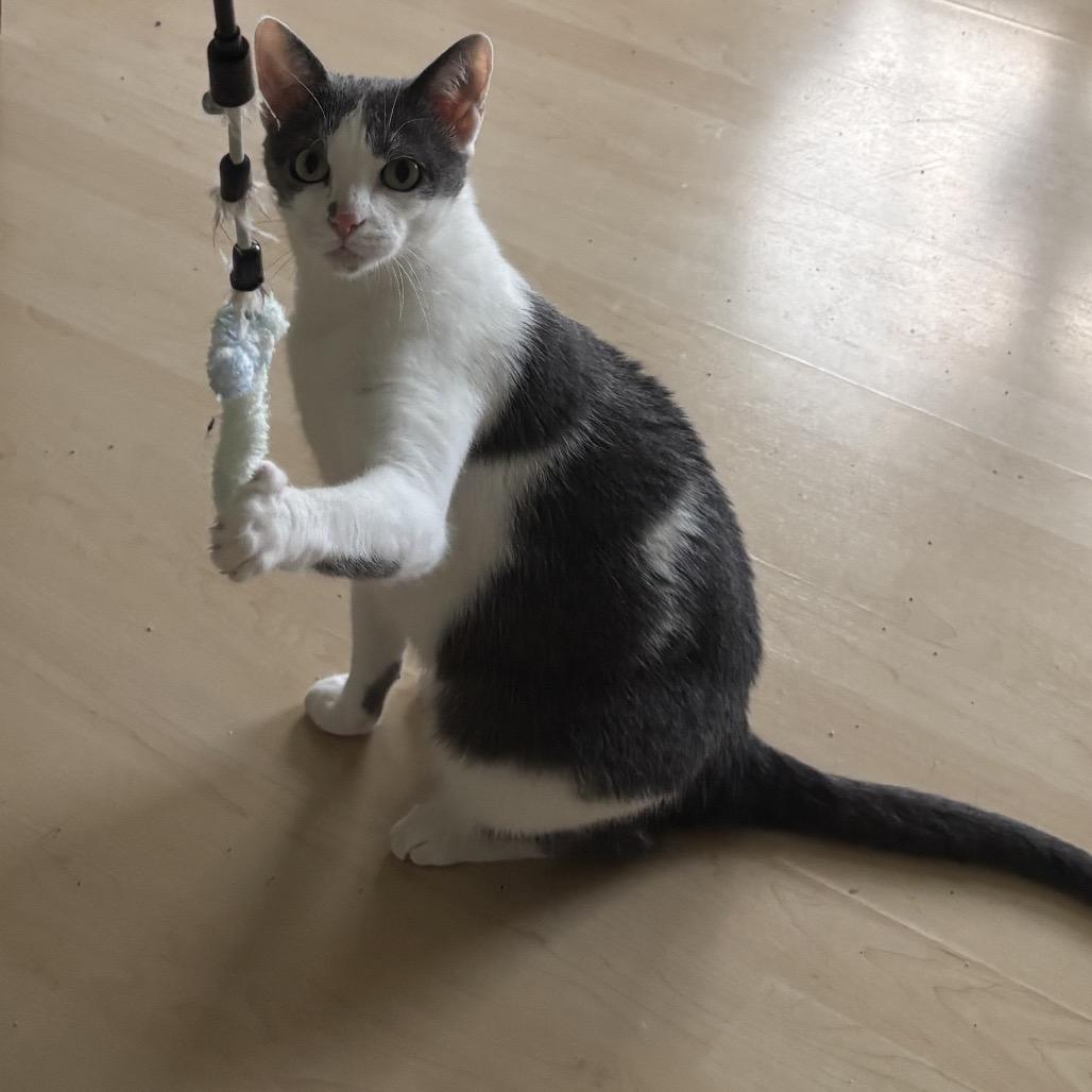 Marana, a Adoptable Domestic Short Hair in Harrisonburg, VA image 2/4