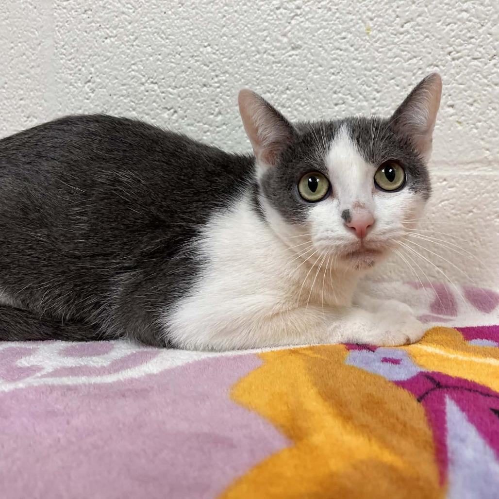 Enlarge Marana, a Adoptable Domestic Short Hair in Harrisonburg, VA image 1/1