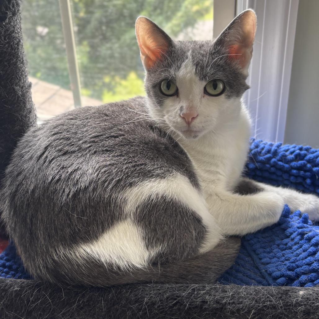 Marana, a Adoptable Domestic Short Hair in Harrisonburg, VA image 3/4