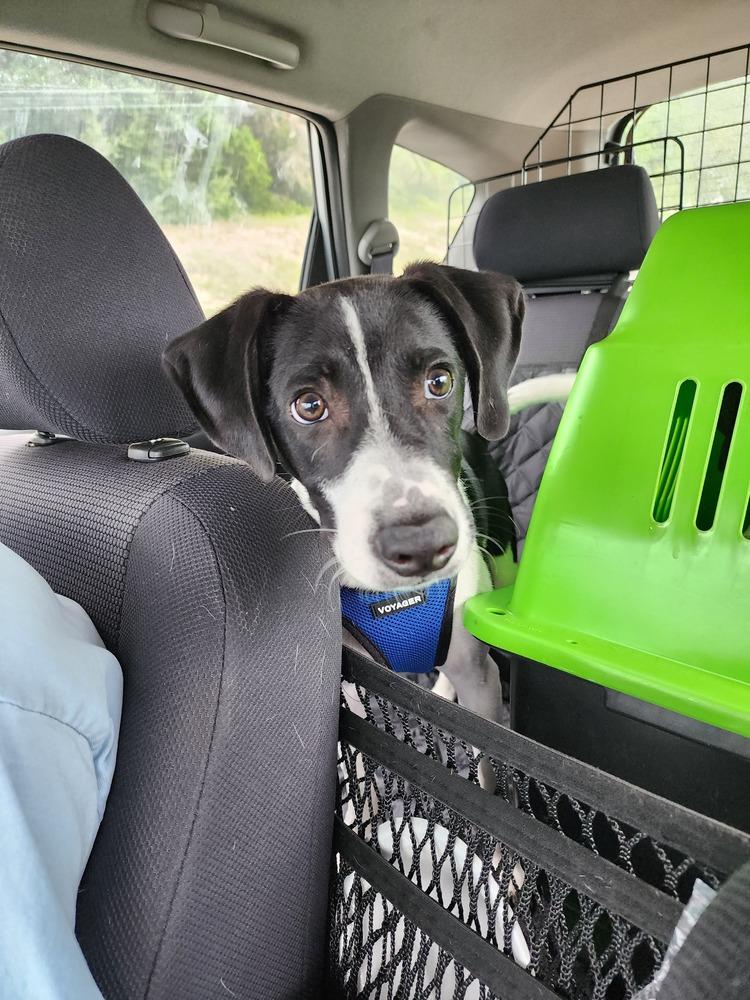 Hunter, Adoptable, Young Male Labrador Retriever & Border Collie.