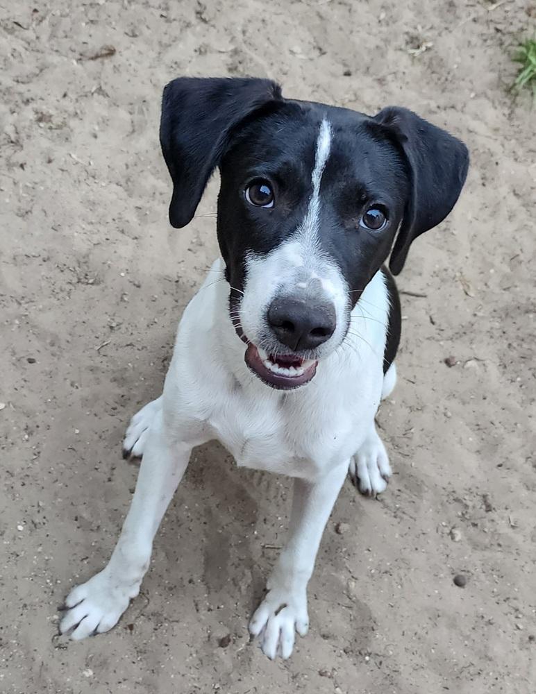 Hunter, a Adoptable mixed breed in Ocala, FL image 2/4