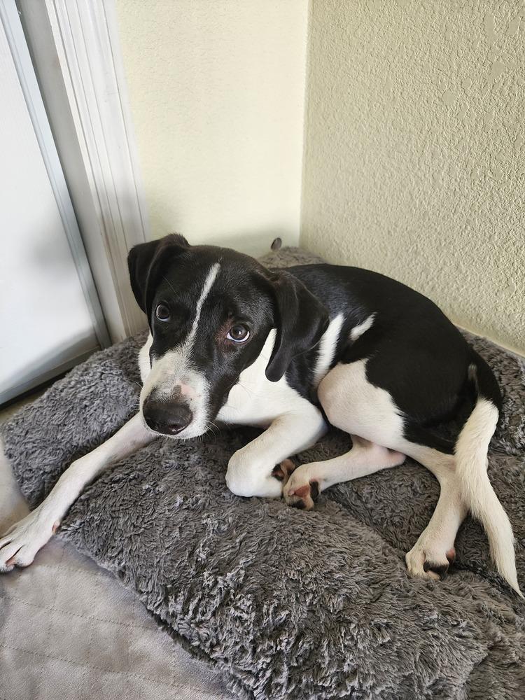 Hunter, a Adoptable mixed breed in Ocala, FL image 3/4