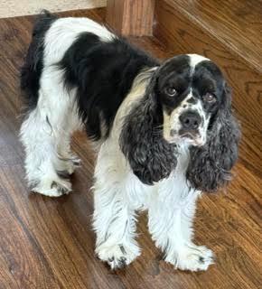 Enlarge Max, a ADOPTABLE Cocker Spaniel in Plano, TX image 4/6
