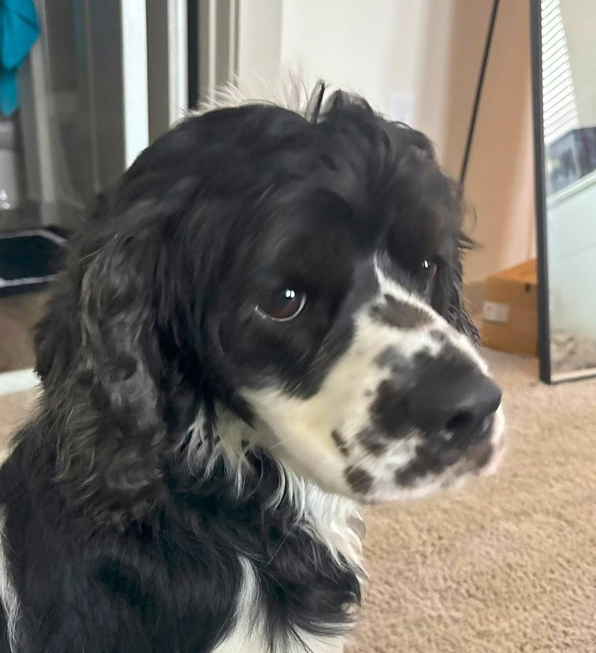 Max, ADOPTABLE, Young Male Cocker Spaniel.