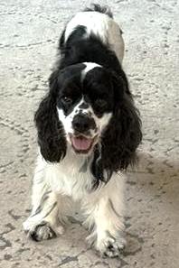 Enlarge Max, a ADOPTABLE Cocker Spaniel in Plano, TX image 6/6