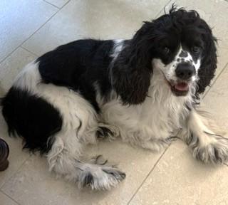 Enlarge Max, a ADOPTABLE Cocker Spaniel in Plano, TX image 3/6