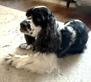 Enlarge Max, a ADOPTABLE Cocker Spaniel in Plano, TX image 5/6