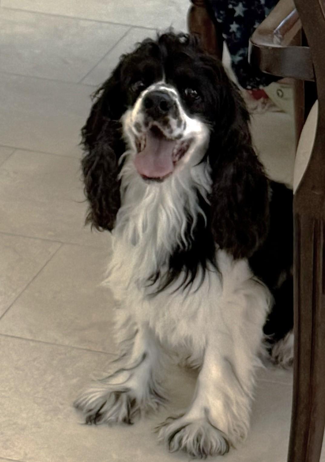 Enlarge Max, a ADOPTABLE Cocker Spaniel in Plano, TX image 2/6