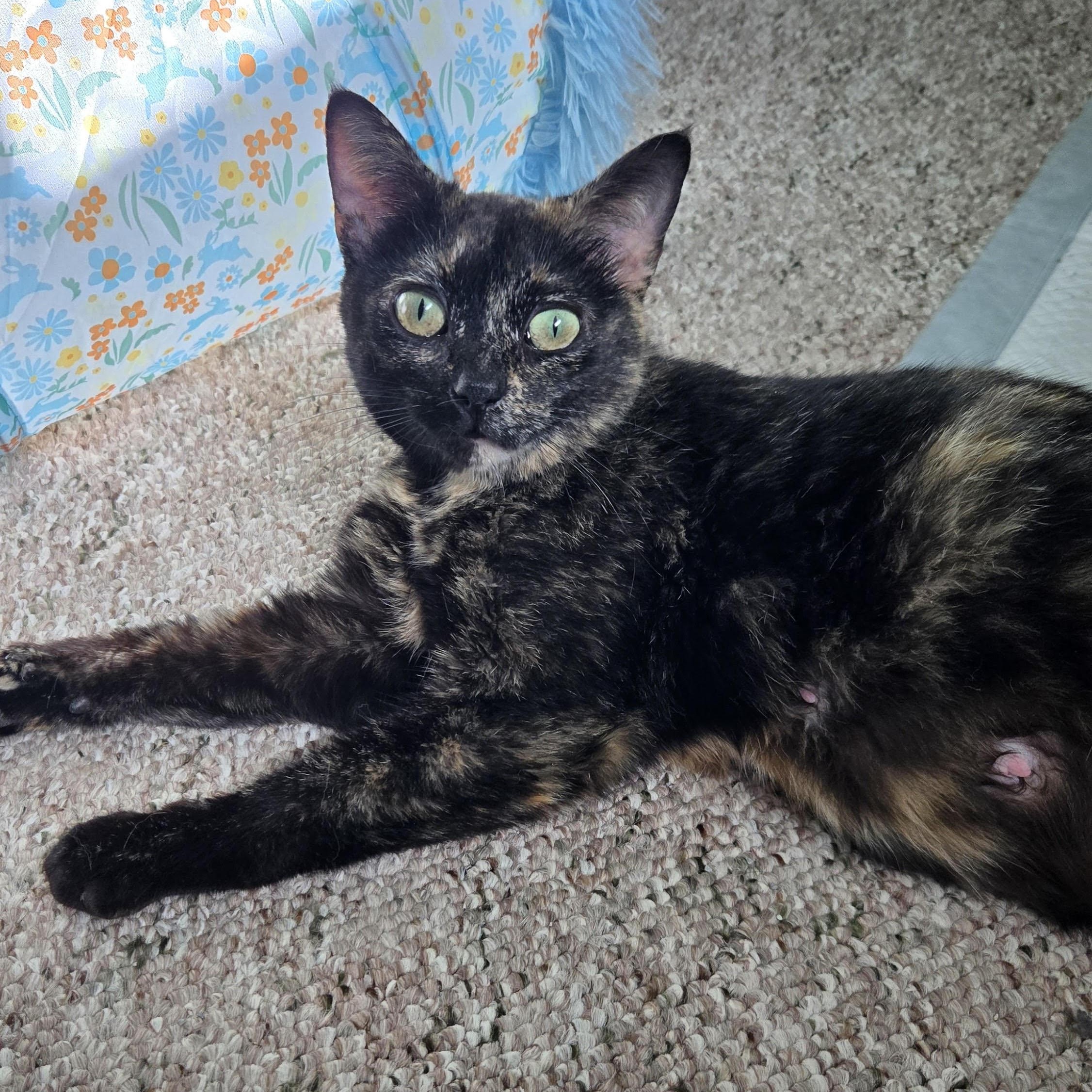Enlarge Smore, a Adoptable Tortoiseshell in Swartz Creek, MI image 1/1