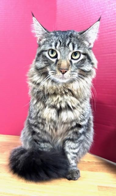 Pearberry, adopted, Young Male Domestic Short Hair.