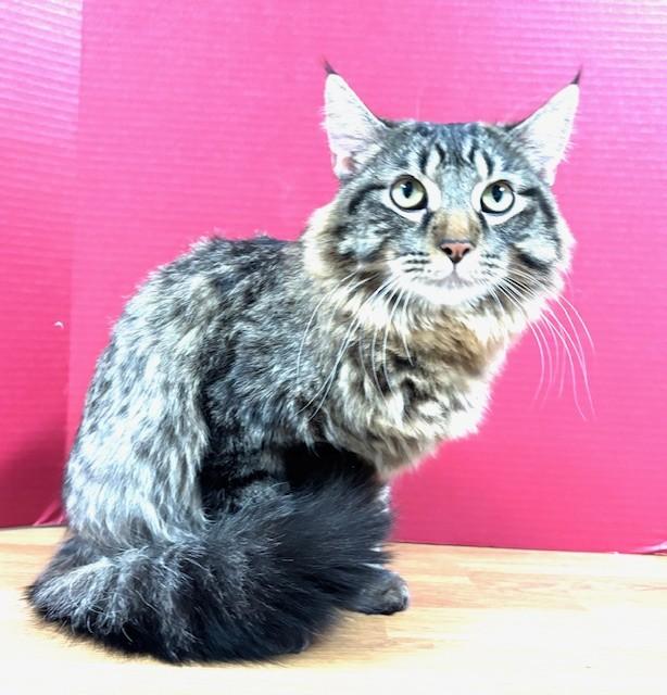 Pearberry, an adopted Domestic Short Hair in Hawk Point, MO image 2/4