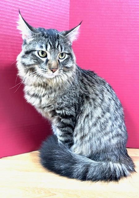 Pearberry, an adopted Domestic Short Hair in Hawk Point, MO image 4/4