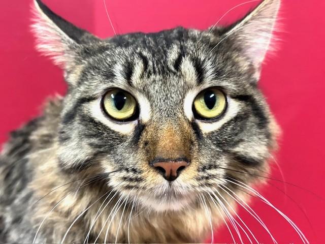 Pearberry, an adopted Domestic Short Hair in Hawk Point, MO image 3/4