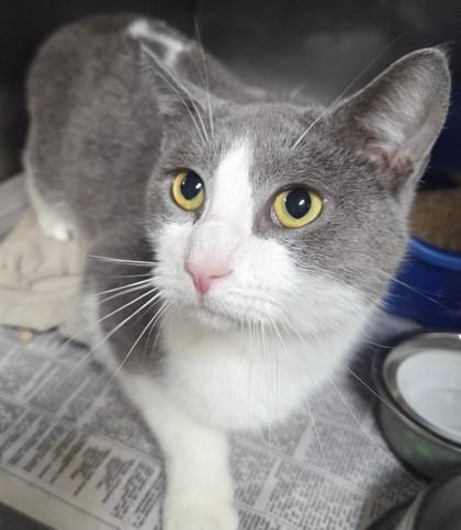 Monet, Adoptable, Adult Male Domestic Short Hair & Domestic Short Hair.