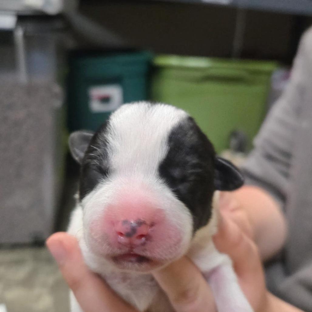 Enlarge DJ, a Adoptable Mixed Breed in Branson, MO image 2/2