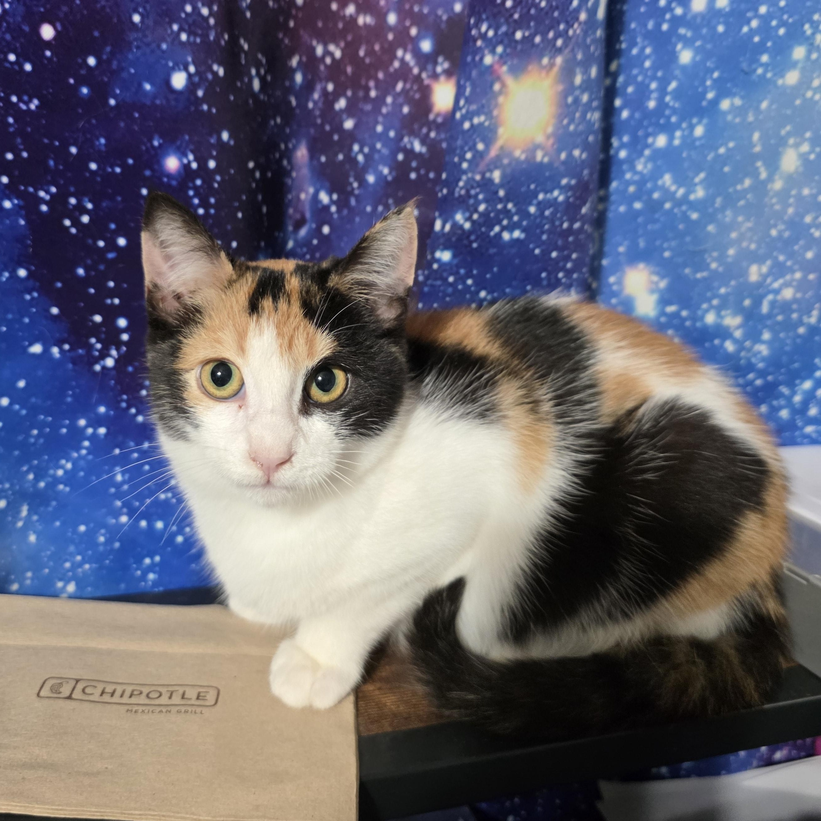 Enlarge Rumi, a Adoptable Calico in Mastic beach, NY image 6/6
