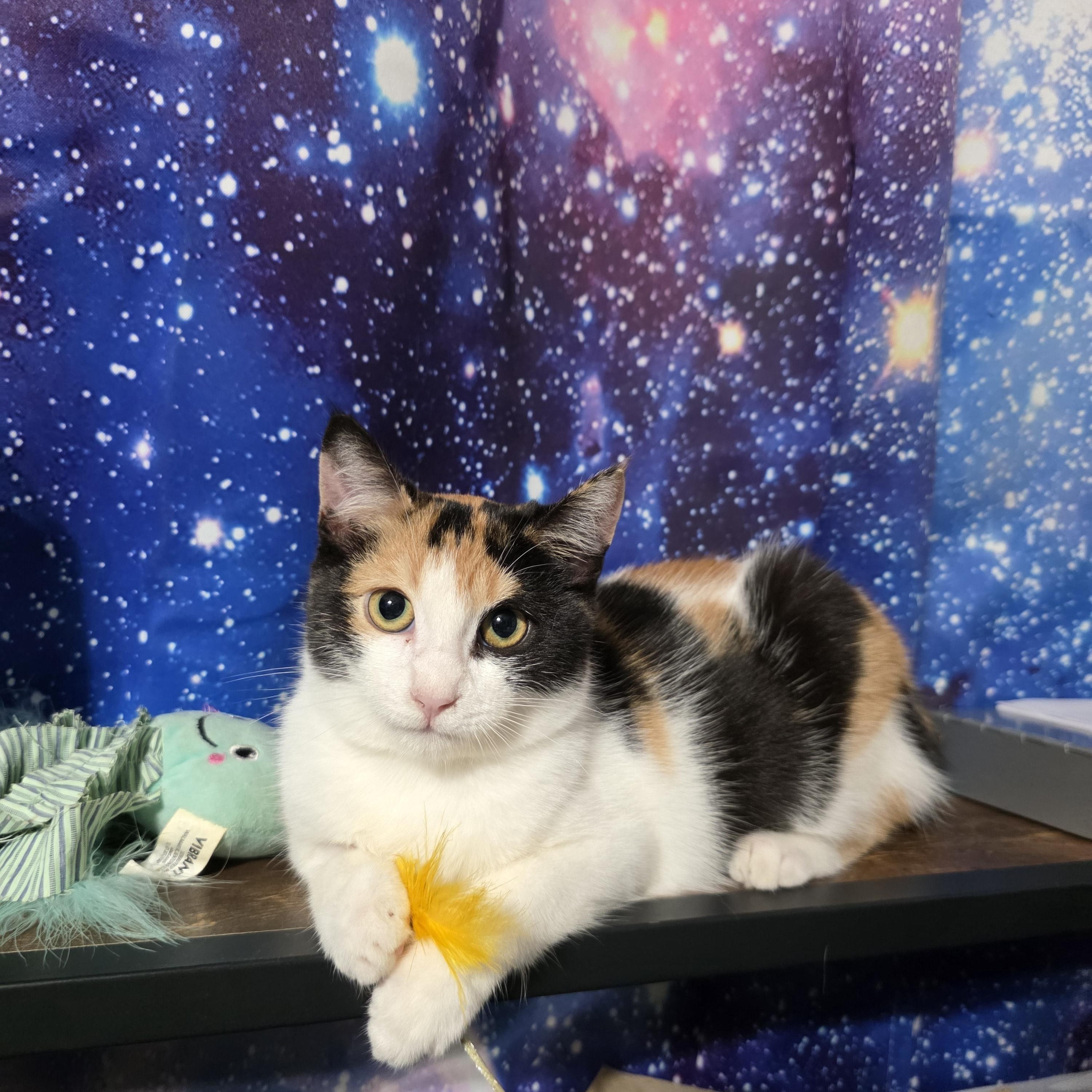 Rumi, Adoptable, Kitten Female Calico.