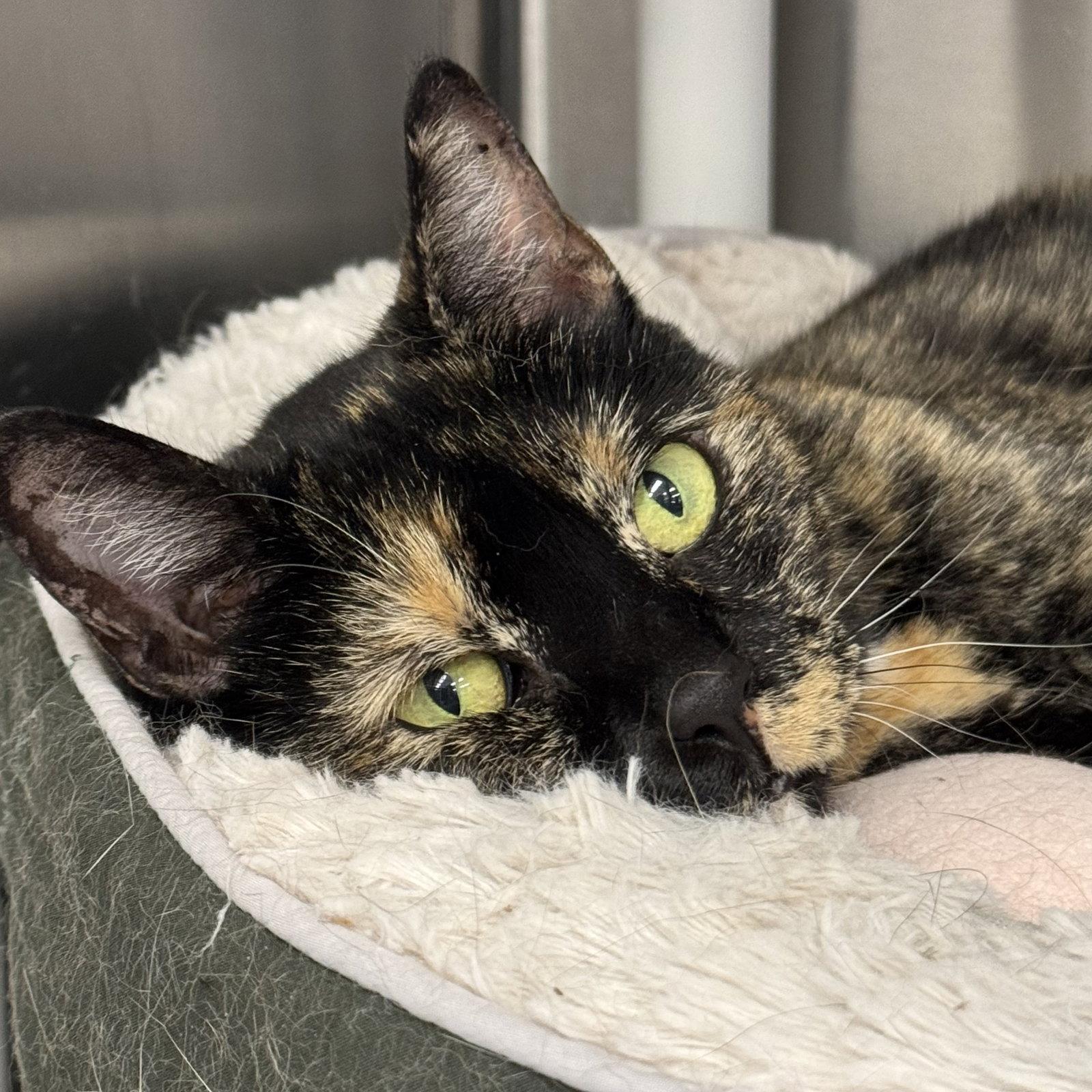 Rosie, Adopted, Adult Female Domestic Short Hair & Tortoiseshell.