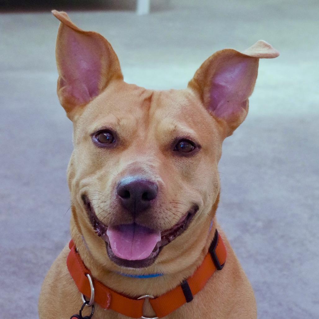 Enlarge Hailey, a Adoptable mixed breed in Miami, FL image 1/6