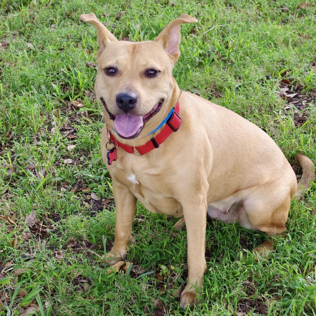 Enlarge Hailey, a Adoptable mixed breed in Miami, FL image 2/6