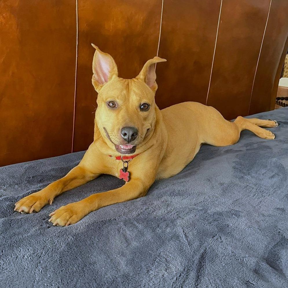 Enlarge Hailey, a Adoptable mixed breed in Miami, FL image 2/6