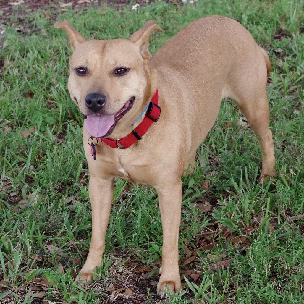 Enlarge Hailey, a Adoptable mixed breed in Miami, FL image 3/6