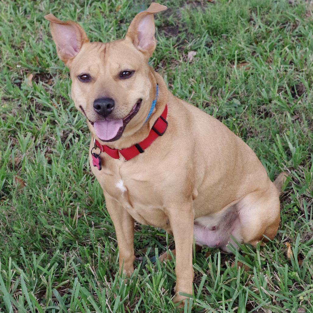 Enlarge Hailey, a Adoptable mixed breed in Miami, FL image 4/6