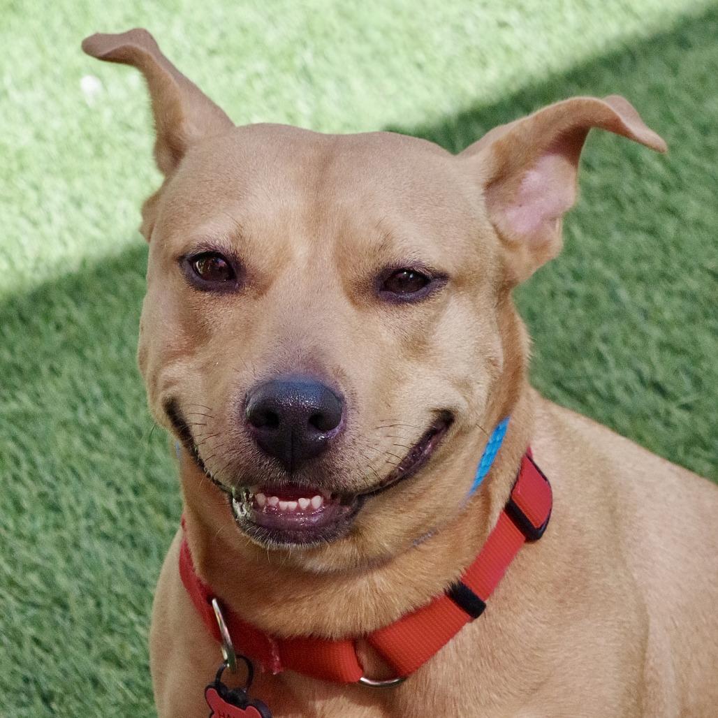 Enlarge Hailey, a Adoptable mixed breed in Miami, FL image 5/6