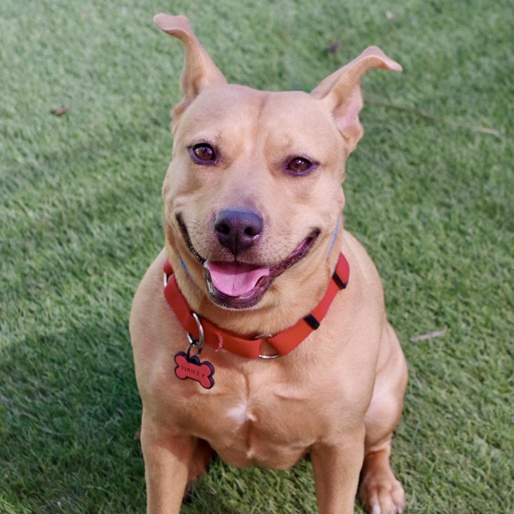 Enlarge Hailey, a Adoptable mixed breed in Miami, FL image 6/6