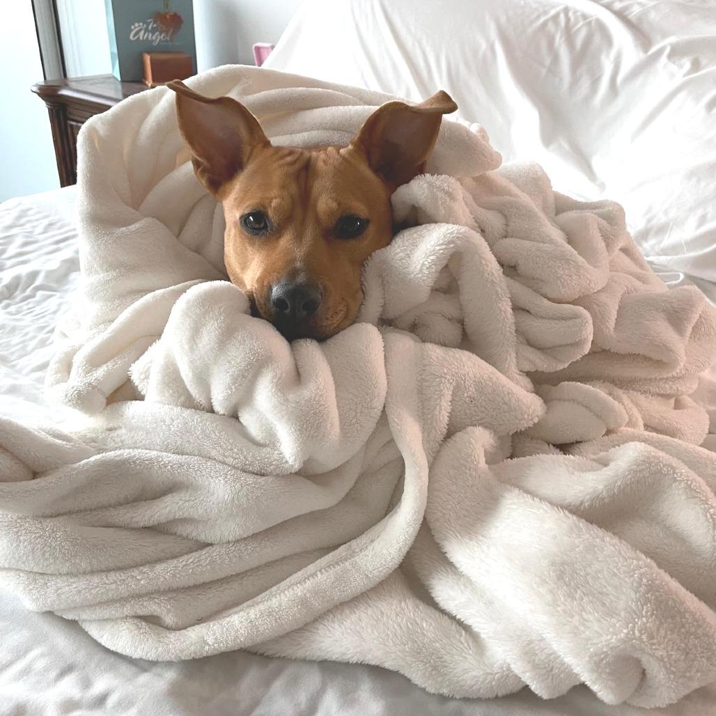 Enlarge Hailey, a Adoptable mixed breed in Miami, FL image 4/6