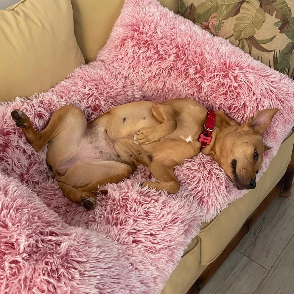 Enlarge Hailey, a Adoptable mixed breed in Miami, FL image 5/6