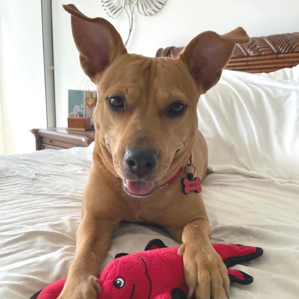 Enlarge Hailey, a Adoptable mixed breed in Miami, FL image 6/6