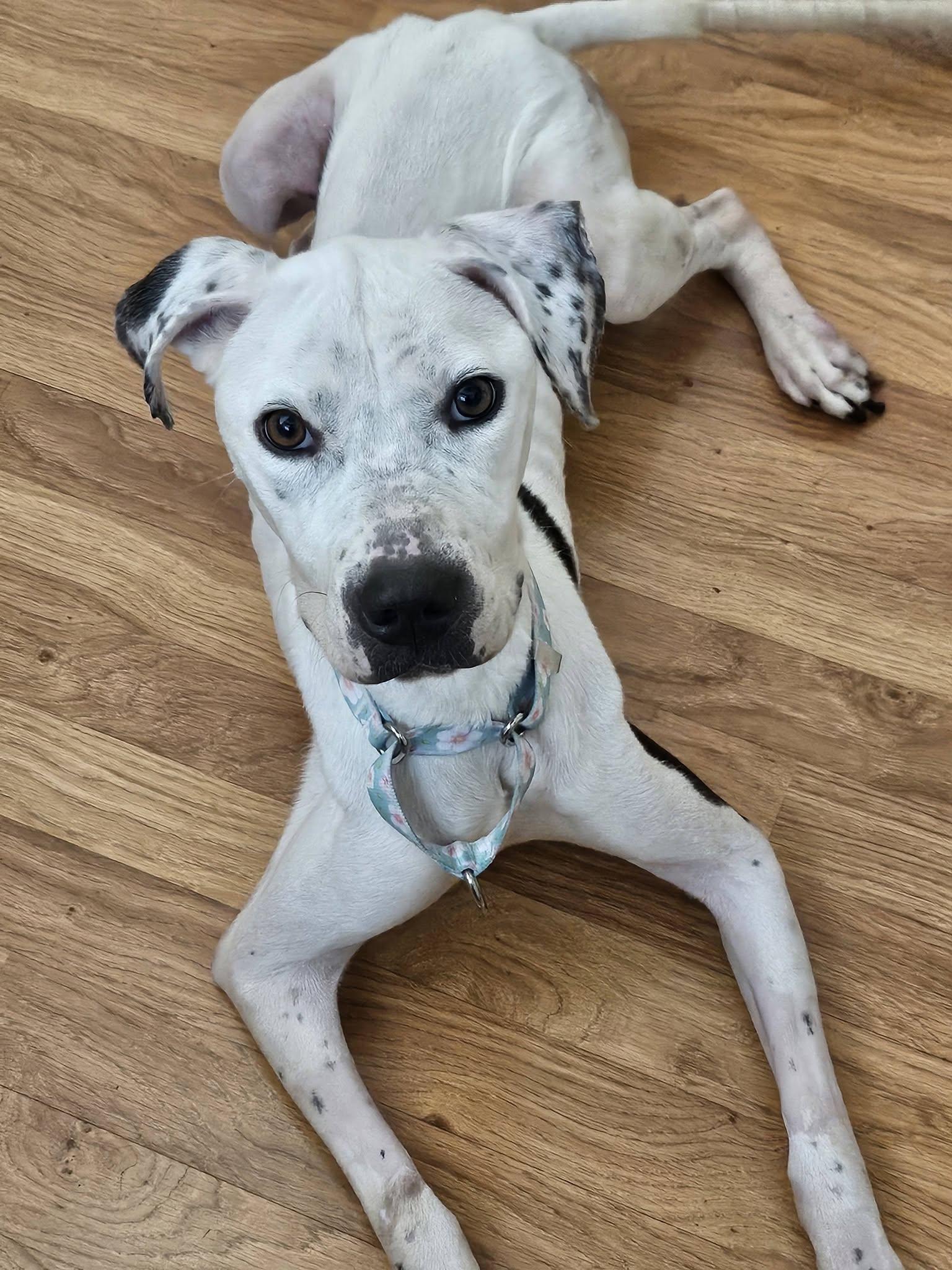 Tofu, Adoptable, Adult Female Pit Bull Terrier.