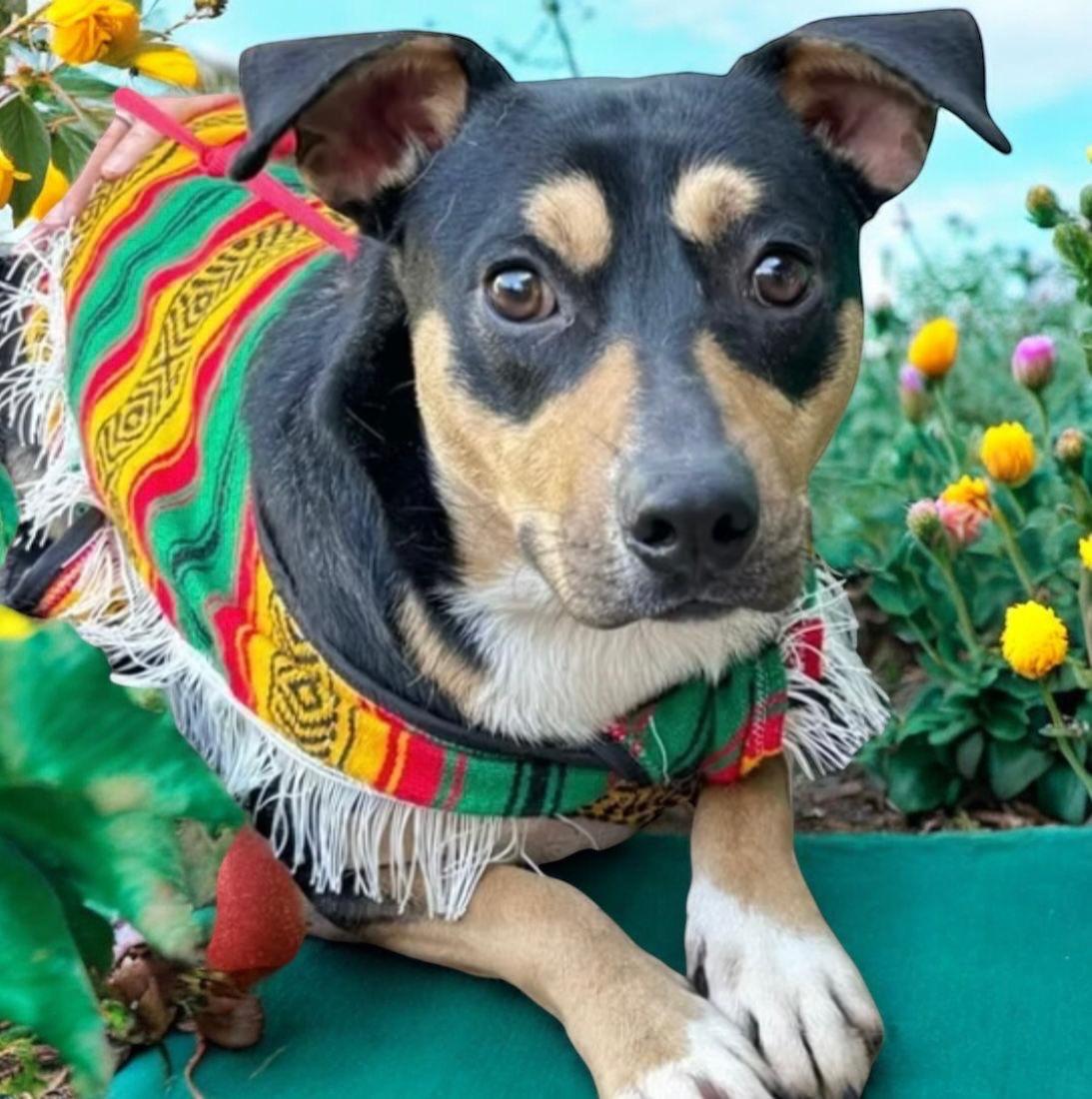 Buster, a Adoptable mixed breed in Oceanside, CA image 2/2