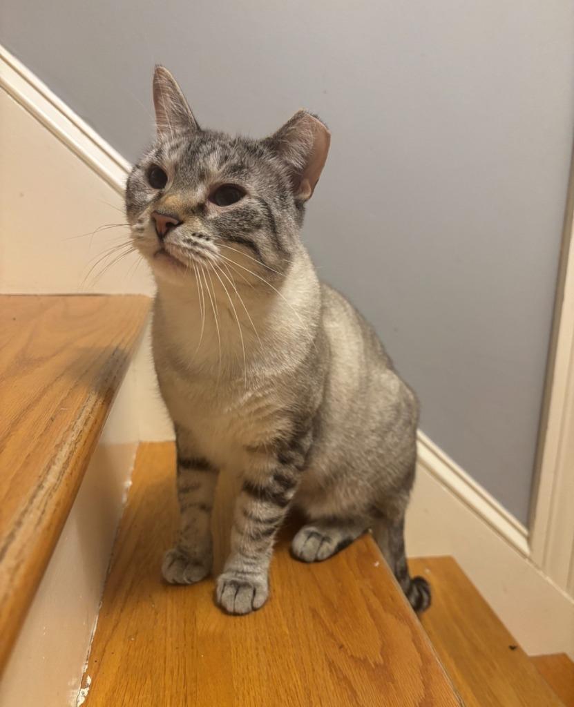 Enlarge Tiptoe, a Adoptable Siamese in Pawtucket, RI image 1/6