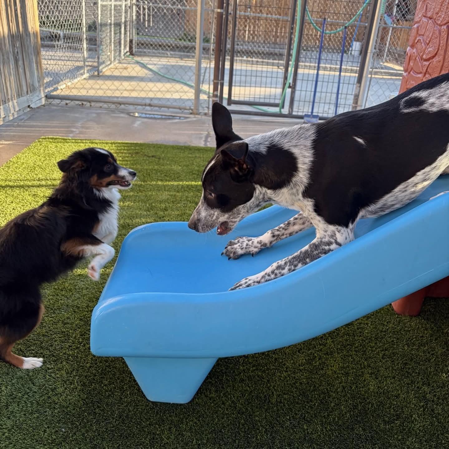 Enlarge Cooper, a Adoptable mixed breed in Boulder, CO image 6/6