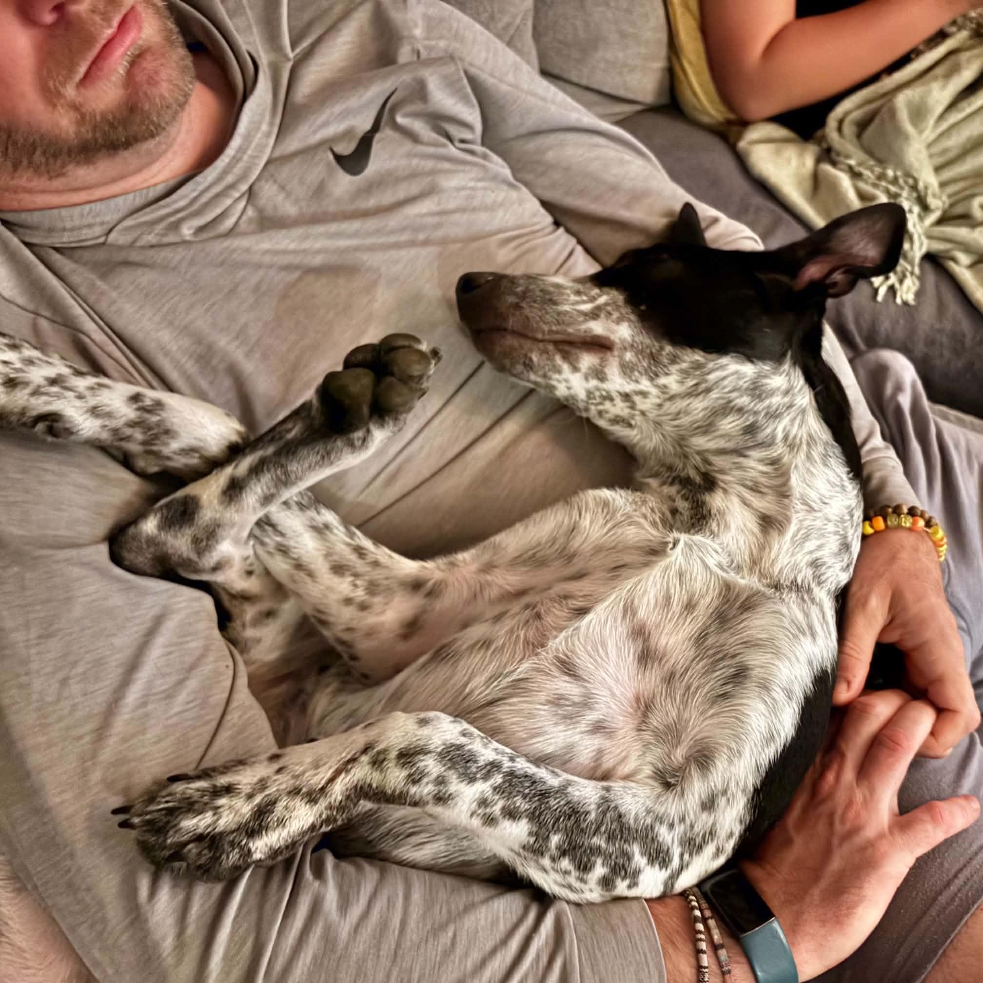 Enlarge Cooper, a Adoptable mixed breed in Boulder, CO image 3/6