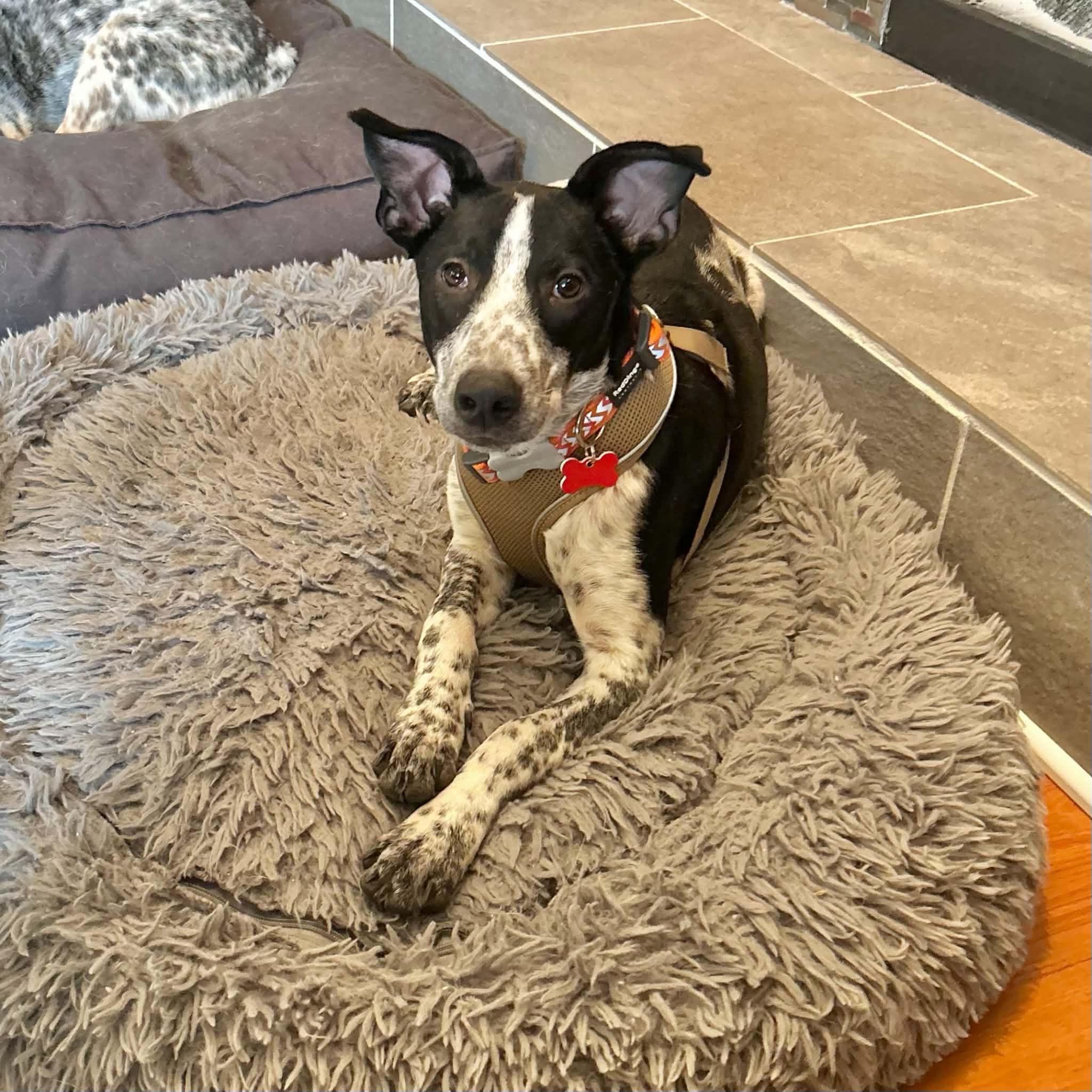 Cooper, Adoptable, Young Male German Shorthaired Pointer & Australian Cattle Dog / Blue Heeler.
