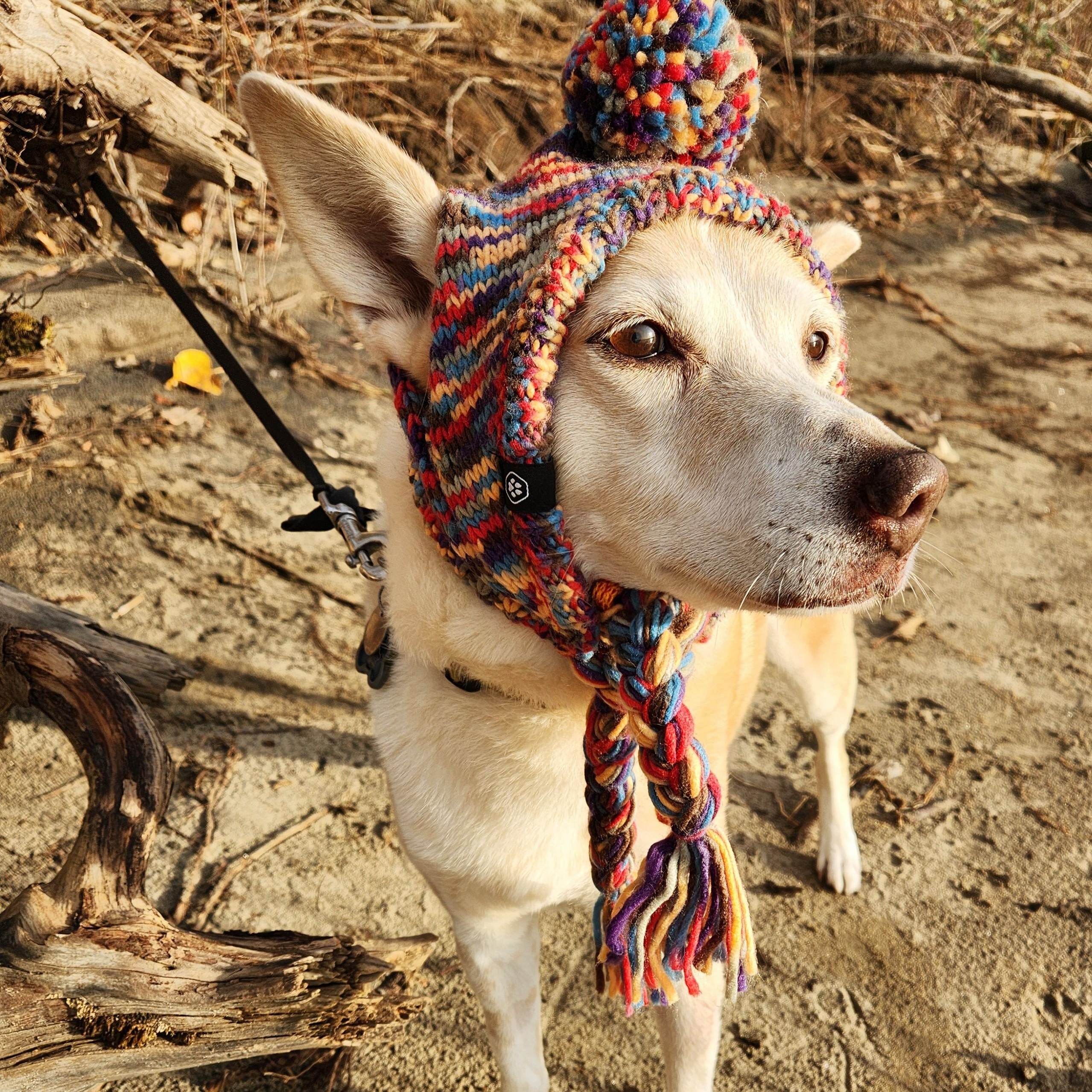 Enlarge Ginger, an adopted mixed breed in Portland, OR image 2/6