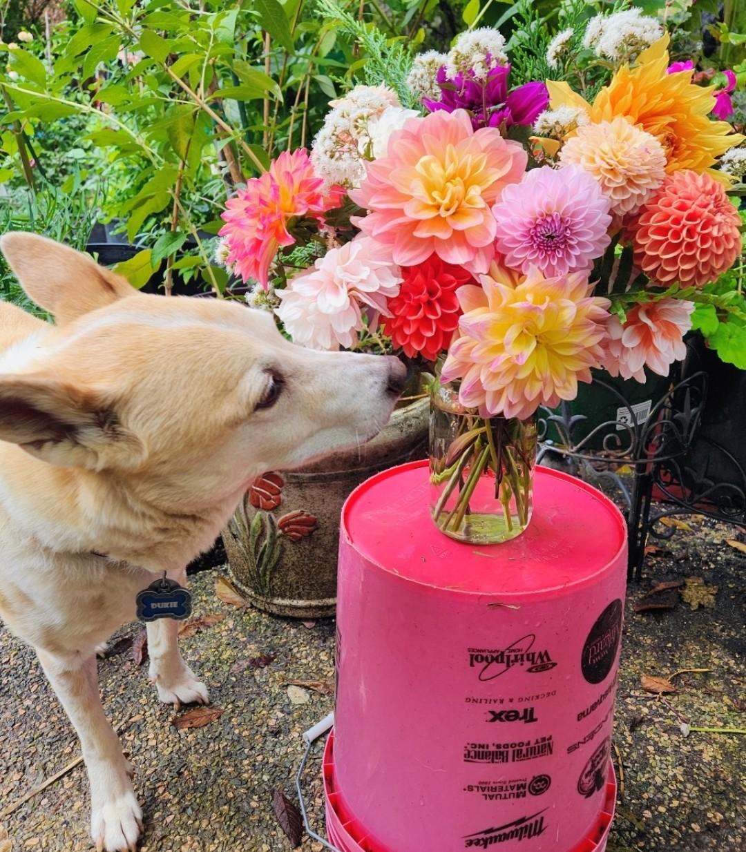Enlarge Ginger, an adopted mixed breed in Portland, OR image 3/6