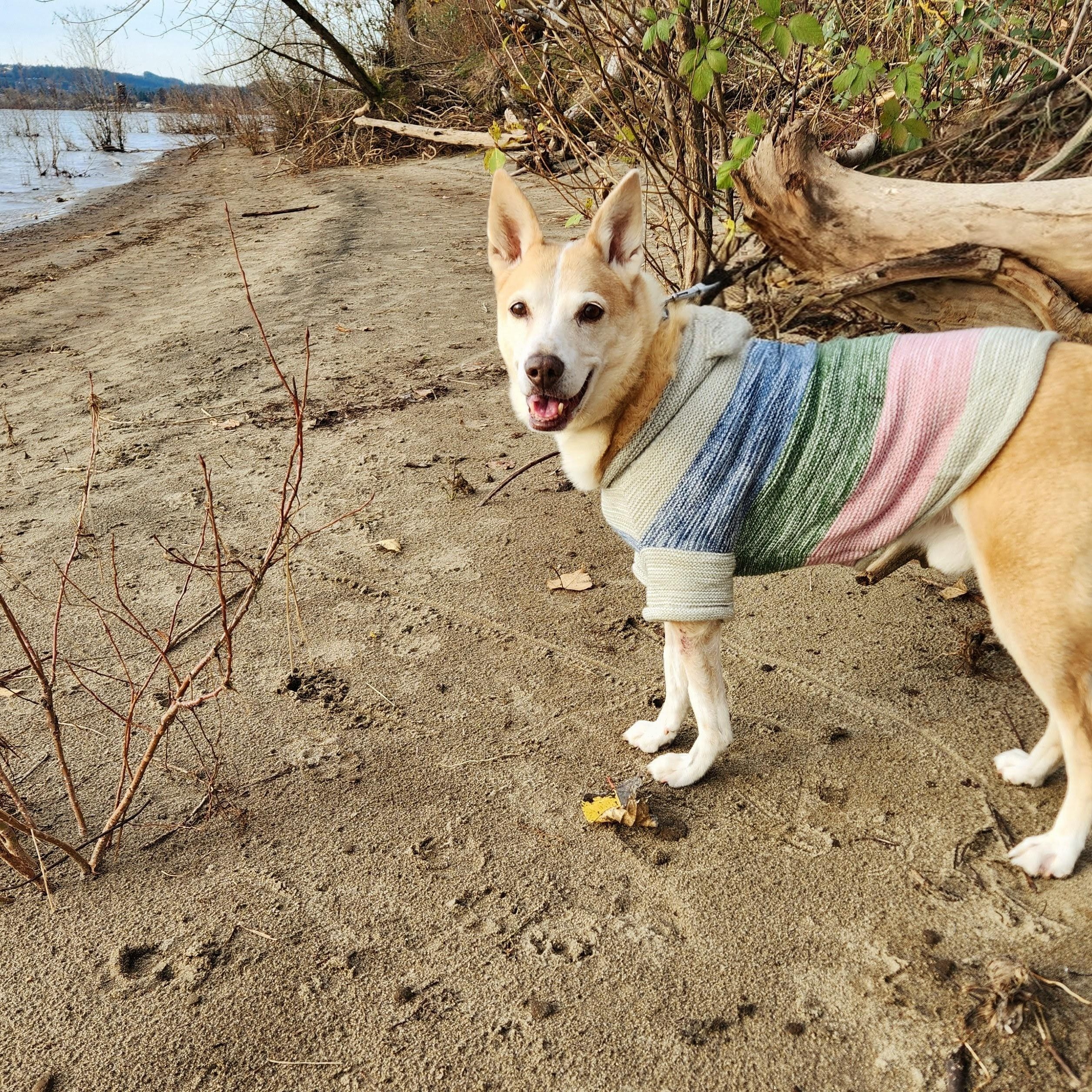 Enlarge Ginger, an adopted mixed breed in Portland, OR image 4/6
