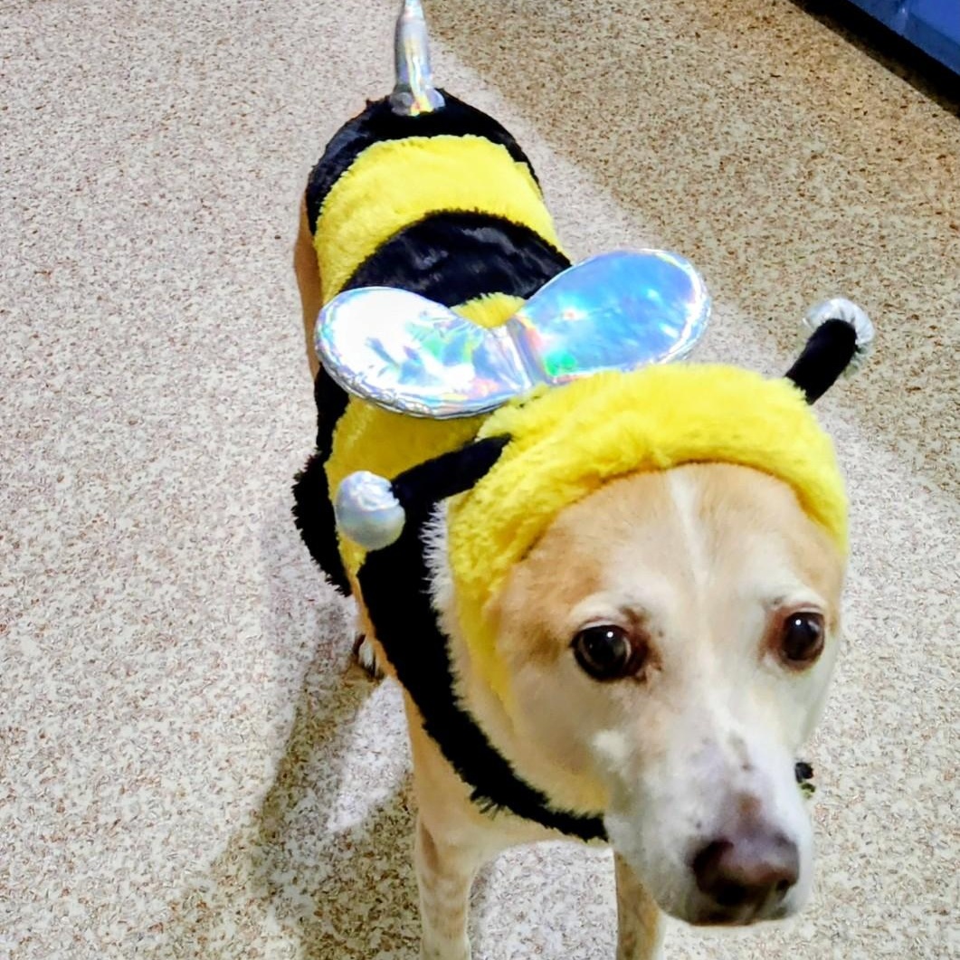 Enlarge Ginger, an adopted mixed breed in Portland, OR image 5/6