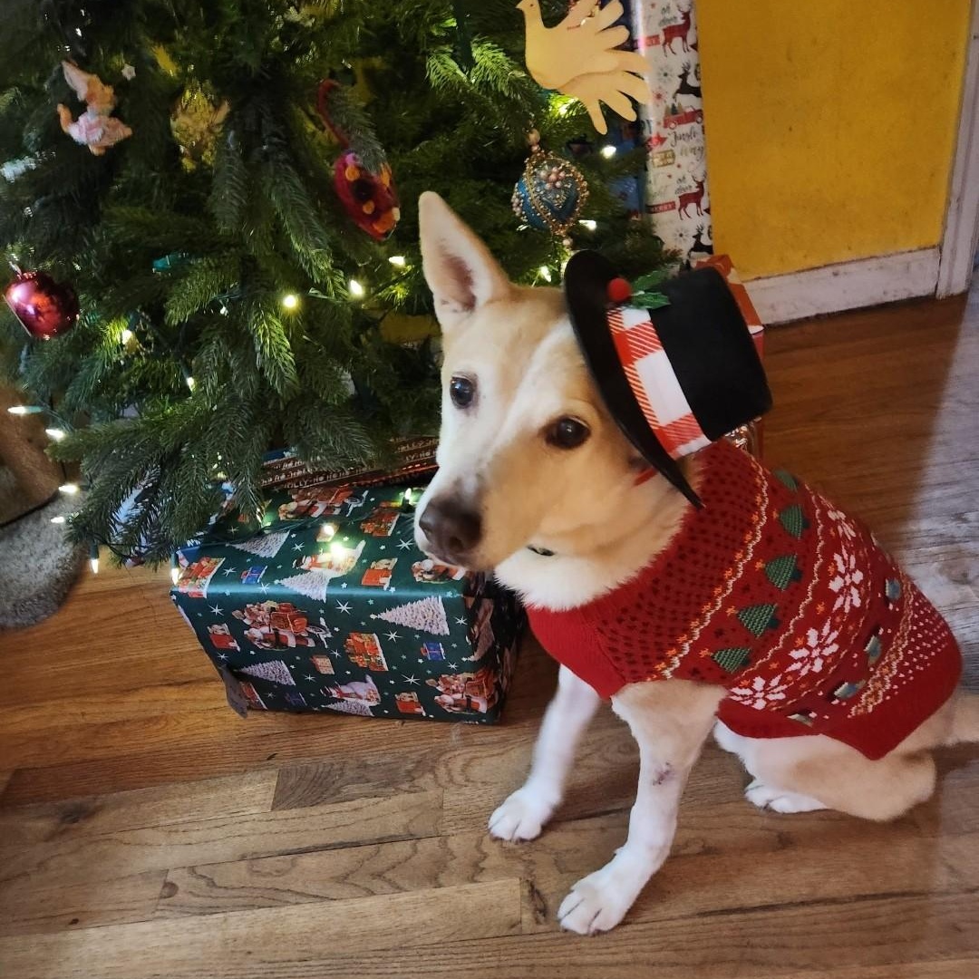 Ginger, adopted, Senior Male Shepherd & Carolina Dog.