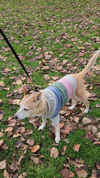 Enlarge Ginger, an adopted mixed breed in Portland, OR video 6/6