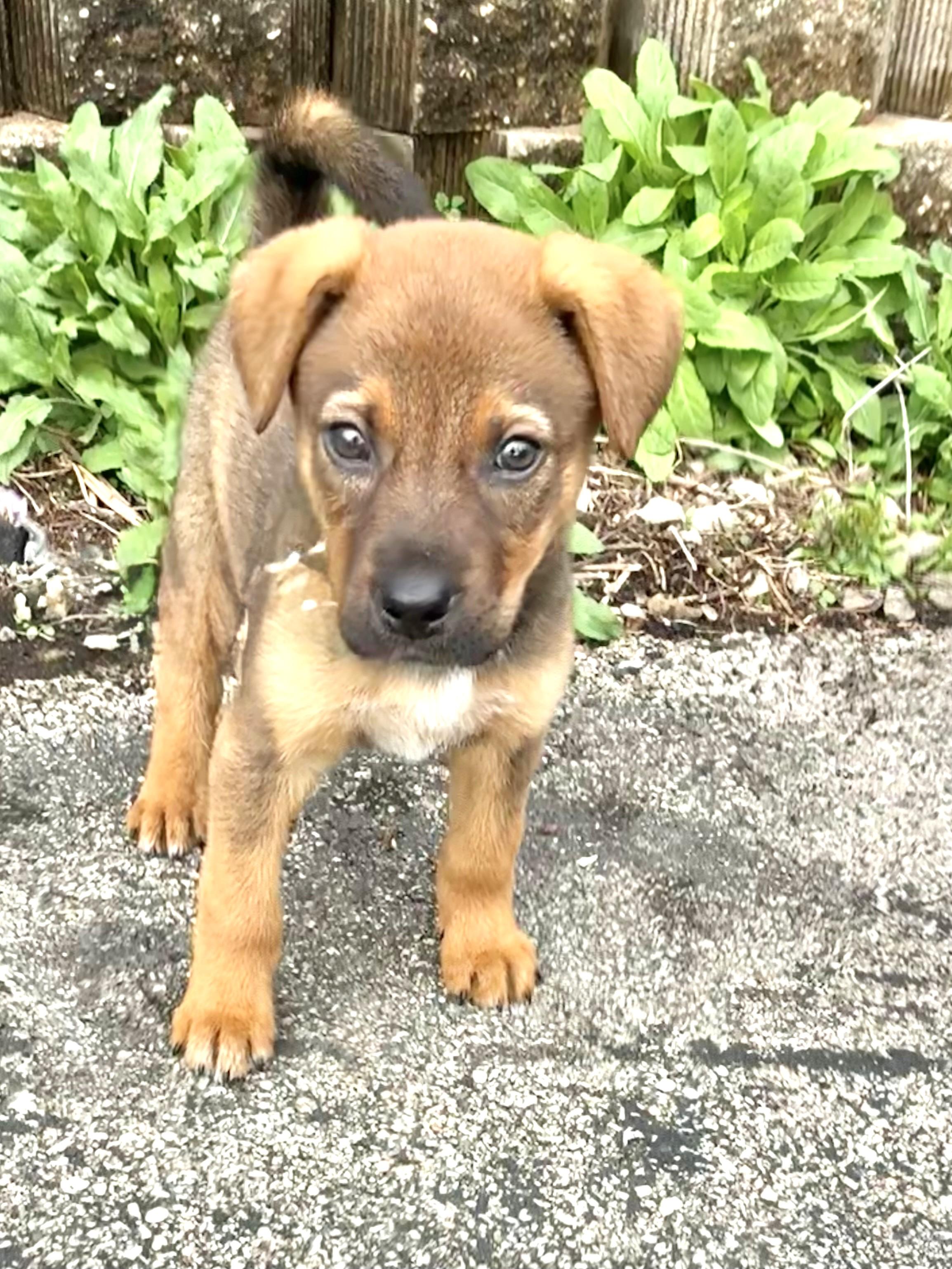 Enlarge Peppe, a Adoptable mixed breed in West Chicago, IL image 3/3