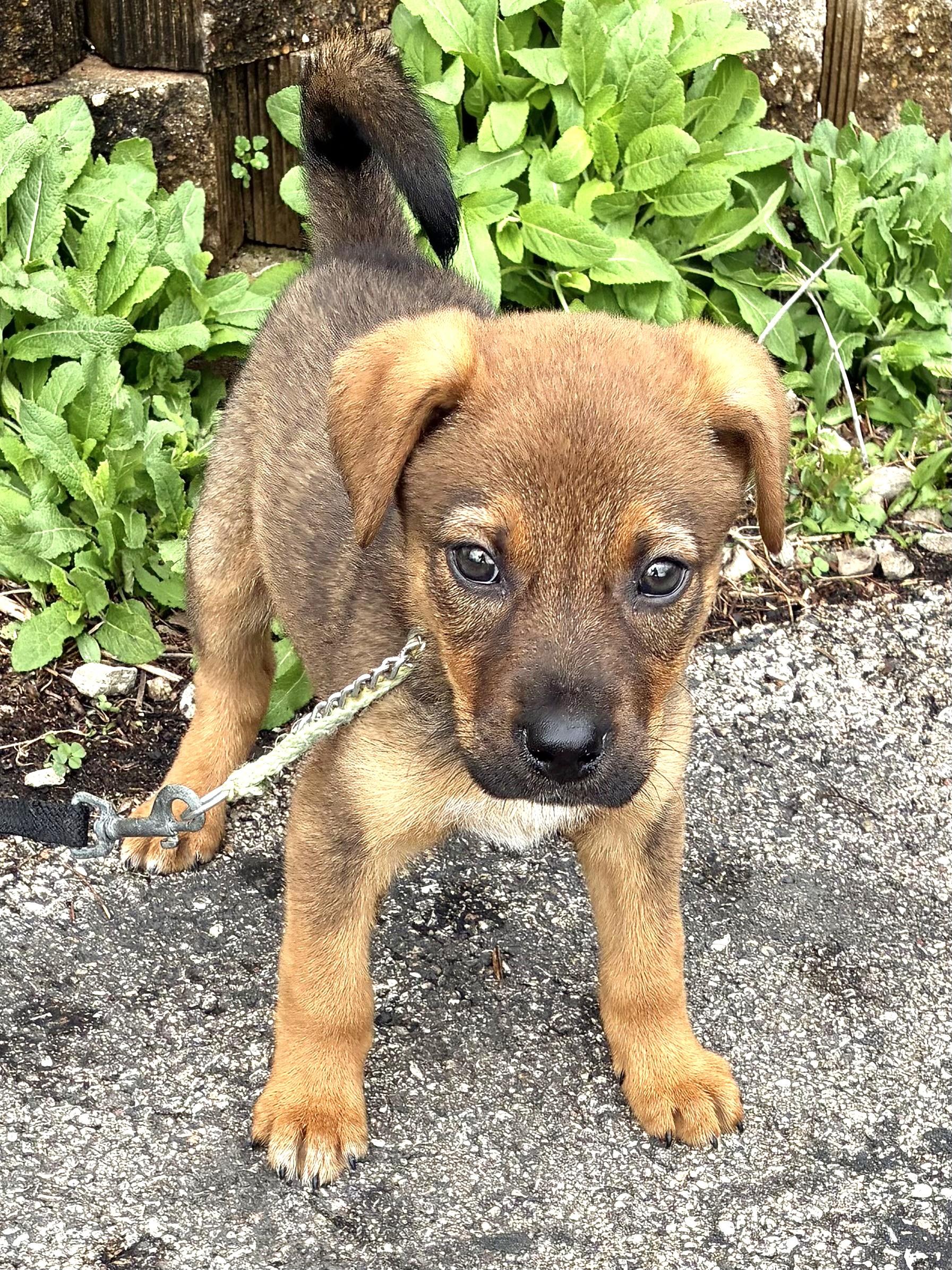 Enlarge Peppe, a Adoptable mixed breed in West Chicago, IL image 2/3