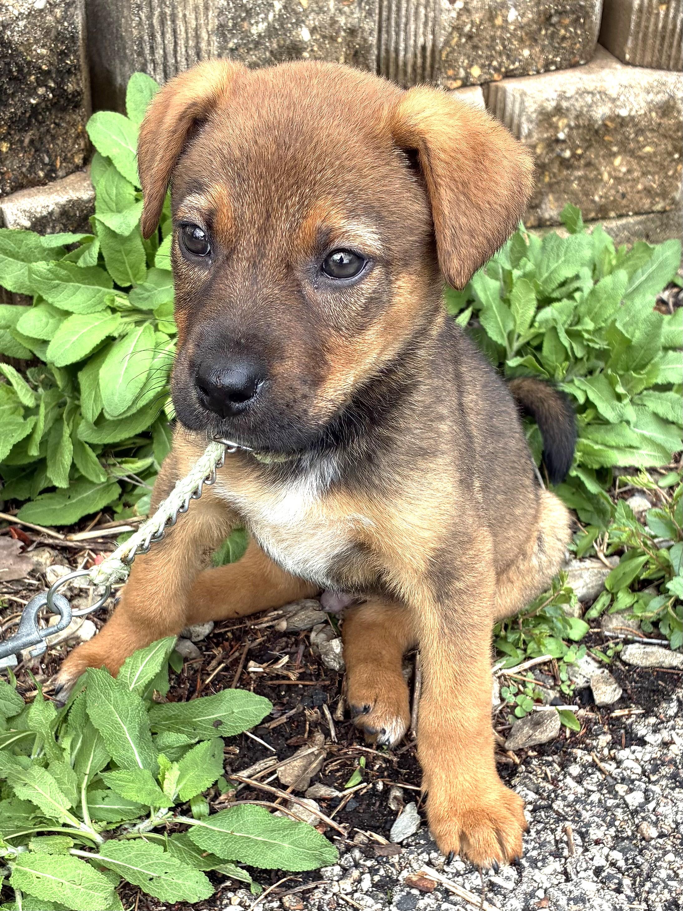 Enlarge Peppe, a Adoptable mixed breed in West Chicago, IL image 1/3