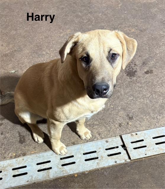 Harry, an adoptable Black Mouth Cur in Zimmerman, MN image 3/4