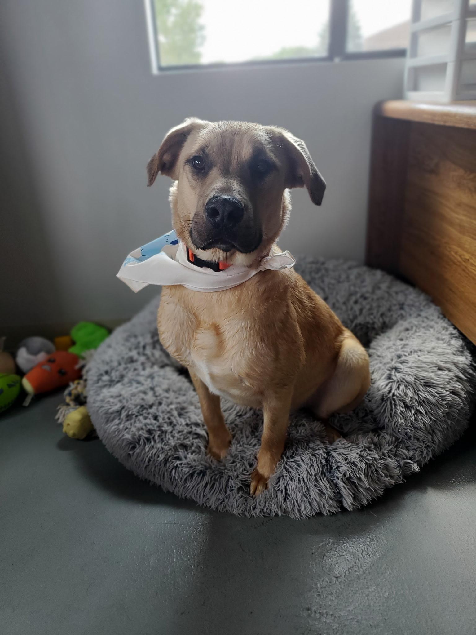 Harry, adoptable, Young Male Black Mouth Cur.