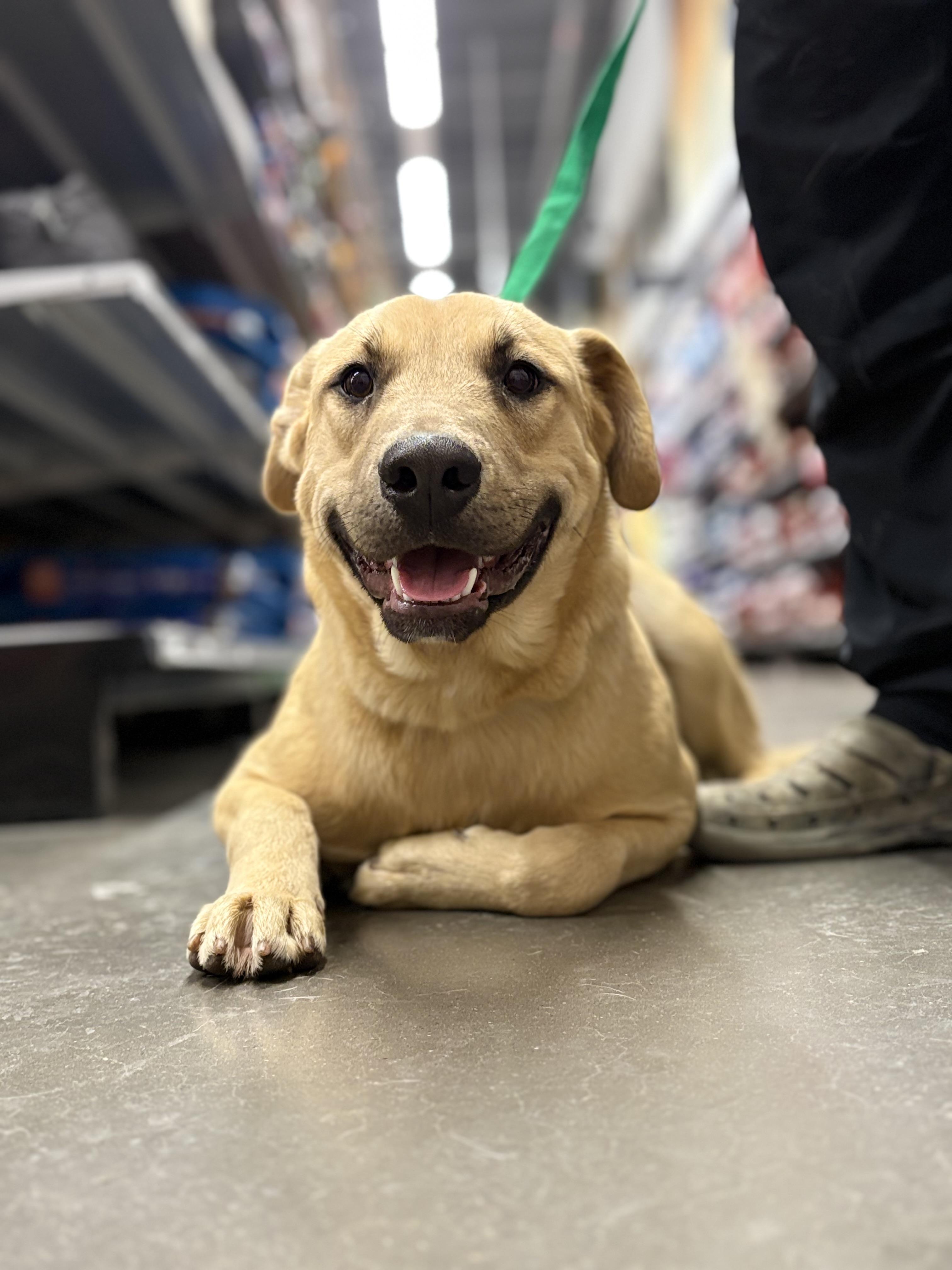 Harry, an adoptable Black Mouth Cur in Zimmerman, MN image 2/4